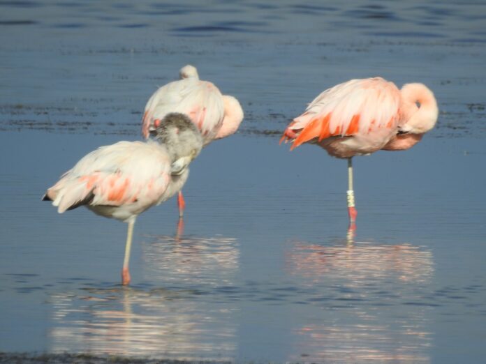 2 CONAF AyP flamenco anillado en Surire 2014 avistado en Peru 2021 (foto Jhon Vizcarra SERFOR Peru)