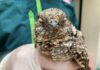 SAG libera Gallina Ciega en el Humedal del Río Lluta