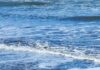 Sernapesca informa que dos delfines chilenos dieron positivo a gripe aviar