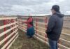 Ganadera aymara resguarda el bienestar de llamas y alpacas donde comienza Chile