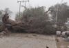 Tormenta de arena provoca desde accidente por alcance en Cuya como caída de árboles