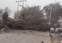 Tormenta de arena provoca desde accidente por alcance en Cuya como caída de árboles