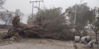 Tormenta de arena provoca desde accidente por alcance en Cuya como caída de árboles