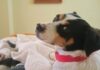 SAG convoca a veterinarios a inscribirse para apoyar acciones sanitarias en frontera para el ingreso de mascotas
