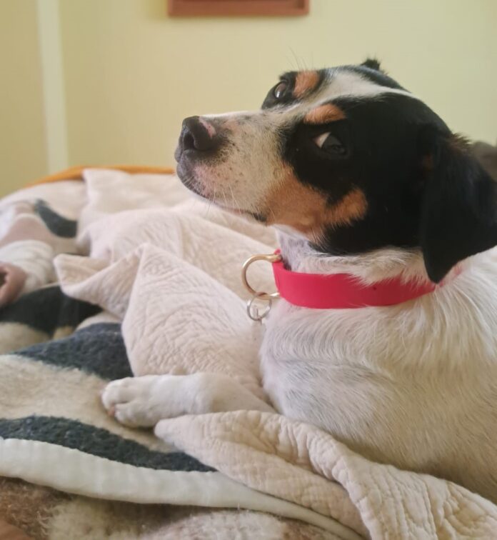 Foto perro